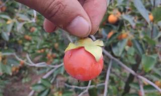 脆柿子树的种植方法